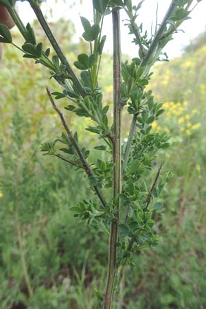 Cytisus striatus \ Gesteifter Besen-Ginster / Hairy-Fruited Broom, Portuguese Broom, D Gro&szlig;wallstadt am Main 28.4.2016