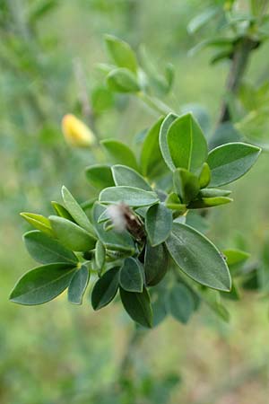Cytisus striatus \ Gesteifter Besen-Ginster / Hairy-Fruited Broom, Portuguese Broom, D Gro&szlig;wallstadt am Main 28.4.2016