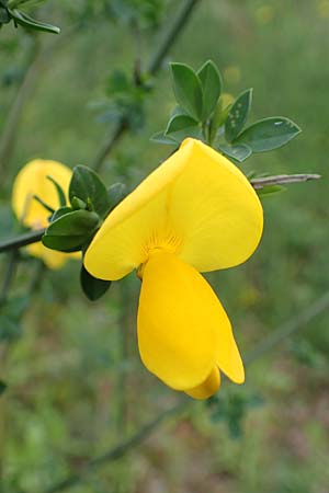 Cytisus striatus \ Gesteifter Besen-Ginster / Hairy-Fruited Broom, Portuguese Broom, D Gro&szlig;wallstadt am Main 28.4.2016