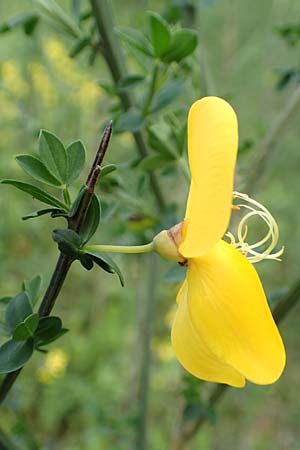 Cytisus striatus \ Gesteifter Besen-Ginster / Hairy-Fruited Broom, Portuguese Broom, D Gro&szlig;wallstadt am Main 28.4.2016