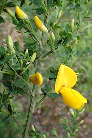 Cytisus striatus \ Gesteifter Besen-Ginster / Hairy-Fruited Broom, Portuguese Broom, D Gro&szlig;wallstadt am Main 28.4.2016
