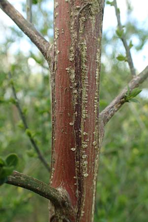 Cytisus striatus \ Gesteifter Besen-Ginster / Hairy-Fruited Broom, Portuguese Broom, D Gro&szlig;wallstadt am Main 28.4.2016