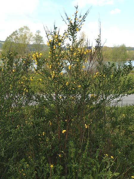 Cytisus striatus \ Gesteifter Besen-Ginster / Hairy-Fruited Broom, Portuguese Broom, D Gro&szlig;wallstadt am Main 28.4.2016