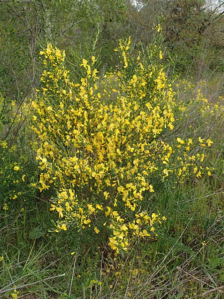 Cytisus striatus \ Gesteifter Besen-Ginster / Hairy-Fruited Broom, Portuguese Broom, D Gro&szlig;wallstadt am Main 28.4.2016