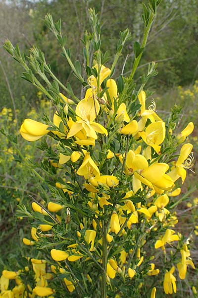 Cytisus striatus \ Gesteifter Besen-Ginster / Hairy-Fruited Broom, Portuguese Broom, D Gro&szlig;wallstadt am Main 28.4.2016