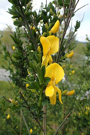 Cytisus striatus \ Gesteifter Besen-Ginster / Hairy-Fruited Broom, Portuguese Broom, D Gro&szlig;wallstadt am Main 28.4.2016