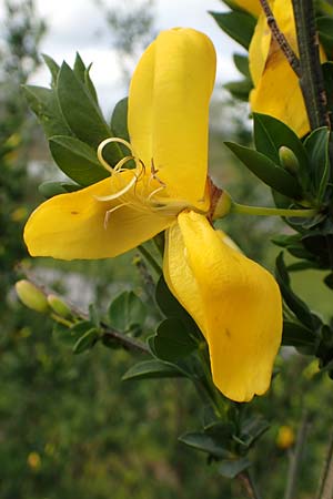 Cytisus striatus \ Gesteifter Besen-Ginster / Hairy-Fruited Broom, Portuguese Broom, D Gro&szlig;wallstadt am Main 28.4.2016
