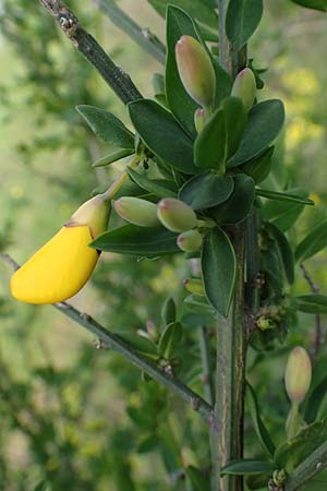 Cytisus striatus \ Gesteifter Besen-Ginster / Hairy-Fruited Broom, Portuguese Broom, D Gro&szlig;wallstadt am Main 28.4.2016