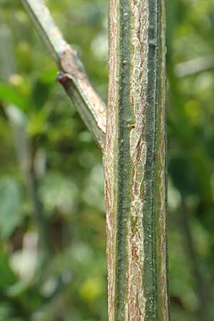 Cytisus striatus \ Gesteifter Besen-Ginster / Hairy-Fruited Broom, Portuguese Broom, D Gro&szlig;wallstadt am Main 28.4.2016
