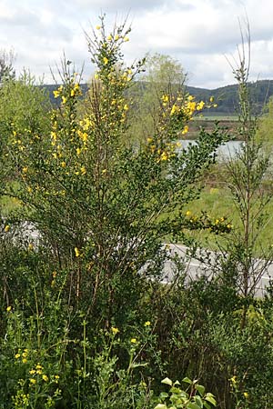 Cytisus striatus \ Gesteifter Besen-Ginster / Hairy-Fruited Broom, Portuguese Broom, D Gro&szlig;wallstadt am Main 28.4.2016