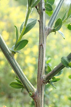 Cytisus striatus \ Gesteifter Besen-Ginster / Hairy-Fruited Broom, Portuguese Broom, D Gro&szlig;wallstadt am Main 28.4.2016