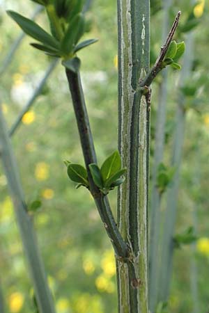 Cytisus striatus \ Gesteifter Besen-Ginster / Hairy-Fruited Broom, Portuguese Broom, D Gro&szlig;wallstadt am Main 28.4.2016