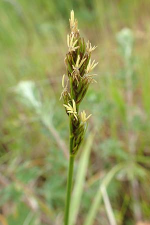 Carex spicata \ Stachel-Segge, Korkfrchtige Segge / Spicate Sedge, Prickly Sedge, D Schriesheim 14.5.2016
