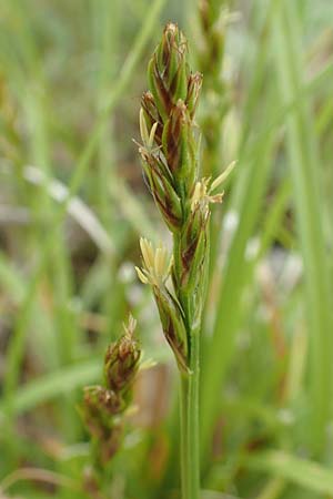 Carex spicata \ Stachel-Segge, Korkfrchtige Segge / Spicate Sedge, Prickly Sedge, D Schriesheim 14.5.2016