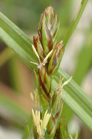 Carex spicata \ Stachel-Segge, Korkfrchtige Segge / Spicate Sedge, Prickly Sedge, D Schriesheim 14.5.2016