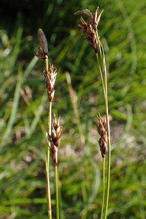 Carex sempervirens \ Horst-Segge, Immergrne Segge / Evergreen Sedge, D Pfronten 28.6.2016