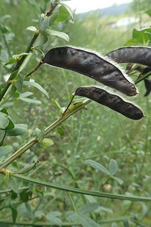 Cytisus scoparius \ Besen-Ginster / Scotch Broom, D Großwallstadt am Main 16.7.2016