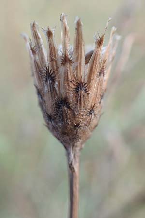 Centaurea australis \ Kleinkpfige Flockenblume / Southern Spotted Knapweed, D Lorsch 21.9.2016