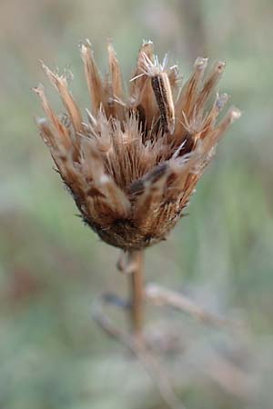 Centaurea australis \ Kleinkpfige Flockenblume / Southern Spotted Knapweed, D Lorsch 21.9.2016
