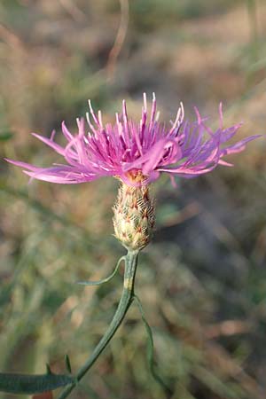 Centaurea australis \ Kleinkpfige Flockenblume / Southern Spotted Knapweed, D Lorsch 21.9.2016