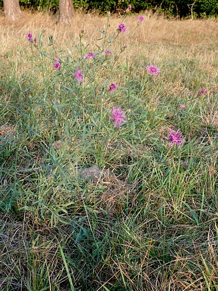 Centaurea australis \ Kleinkpfige Flockenblume / Southern Spotted Knapweed, D Lorsch 21.9.2016