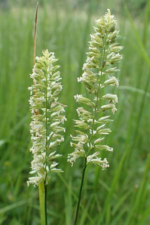 Cynosurus cristatus \ Wiesen-Kammgras / Crested Dogstail, D Odenwald, Reichelsheim 16.6.2017