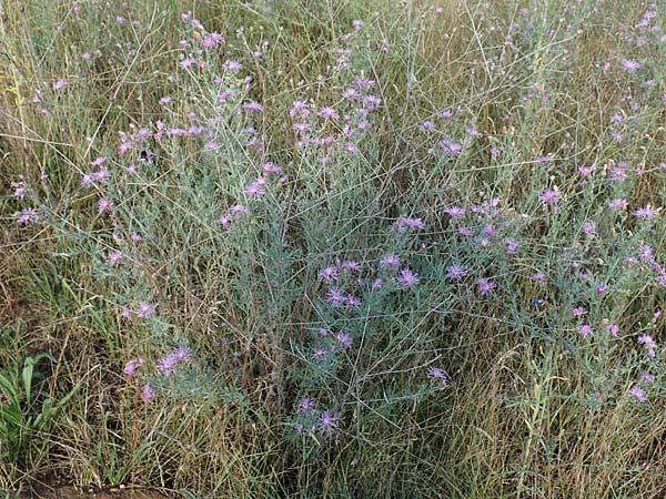 Centaurea australis \ Kleinkpfige Flockenblume / Southern Spotted Knapweed, D Ingelheim 11.7.2017