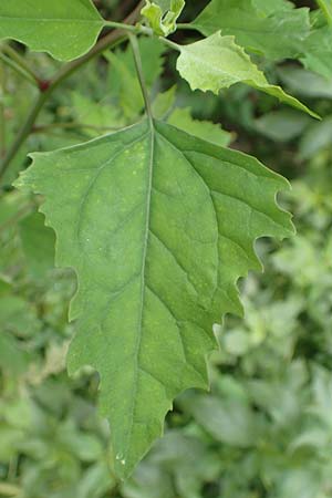 Chenopodium strictum \ Streifen-Gnsefu / Striped Goosefoot, Lateflowering Goosefoot, D Mannheim 17.9.2017