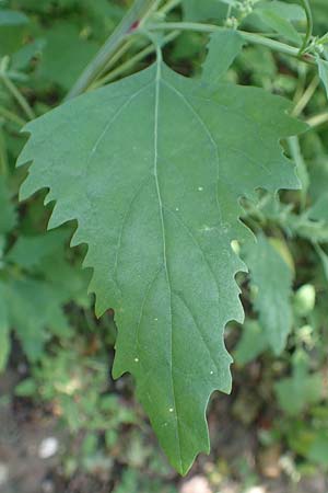 Chenopodium strictum \ Streifen-Gnsefu / Striped Goosefoot, Lateflowering Goosefoot, D Mannheim 17.9.2017