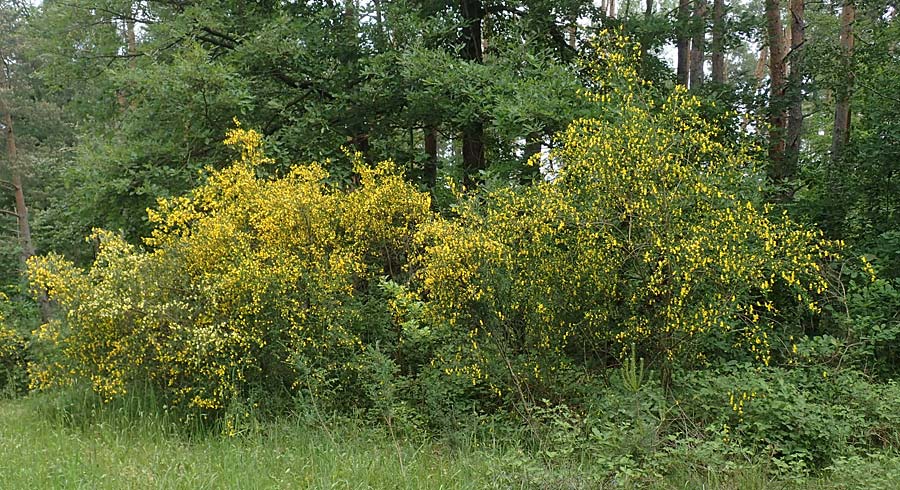Cytisus striatus \ Gesteifter Besen-Ginster / Hairy-Fruited Broom, Portuguese Broom, D Erlenbach am Main 13.5.2018