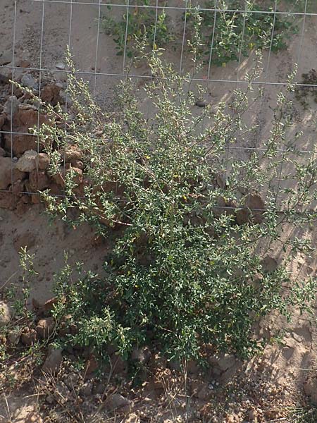 Chenopodium striatiforme \ Kleinblttriger Gnsefu / False Striped Goosefoot, D Mannheim 16.9.2018