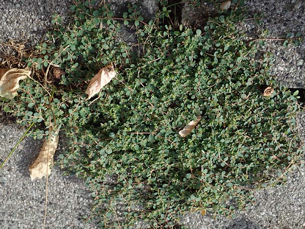 Chamaesyce serpens \ Geschlngelte Wolfsmilch / Matted Sandmat, Creeping Spurge, D Mannheim 24.9.2018