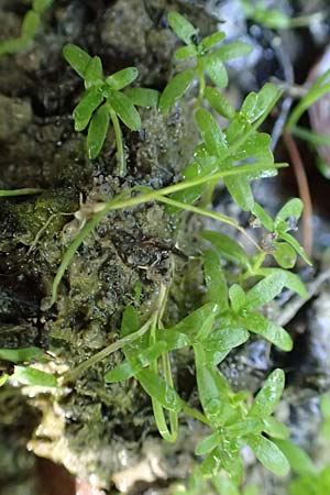 Callitriche stagnalis \ Teich-Wasserstern / Pond Water Starwort, D Sachsenheim-Häfnerhaslach 4.10.2018