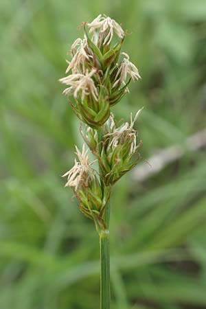 Carex spicata \ Stachel-Segge, Korkfrchtige Segge / Spicate Sedge, Prickly Sedge, D Mannheim 5.5.2019