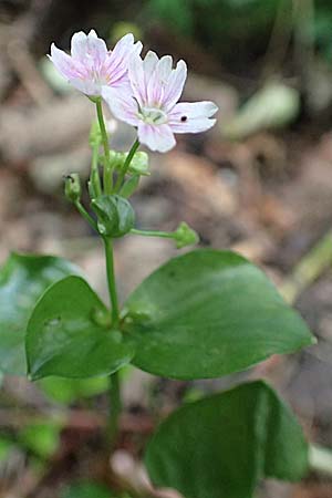 Claytonia sibirica \ Sibirisches Tellerkraut / Indian Lettuce, Pink Purslane, D Schotten 30.7.2019