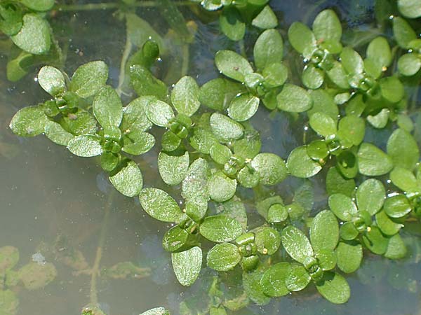 Callitriche stagnalis \ Teich-Wasserstern / Pond Water Starwort, D Sachsenheim-Häfnerhaslach 11.9.2019