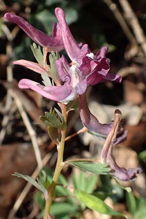 Corydalis solida \ Fester Lerchensporn, Gefingerter Lerchensporn / Bird in a Bush, D Weinheim an der Bergstraße 31.3.2020