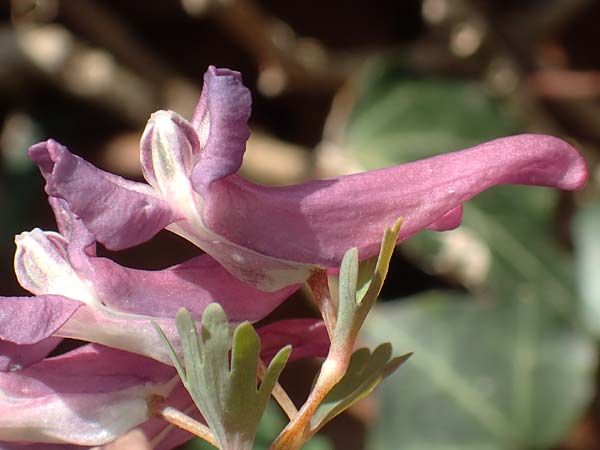 Corydalis solida \ Fester Lerchensporn, Gefingerter Lerchensporn / Bird in a Bush, D Weinheim an der Bergstraße 31.3.2020