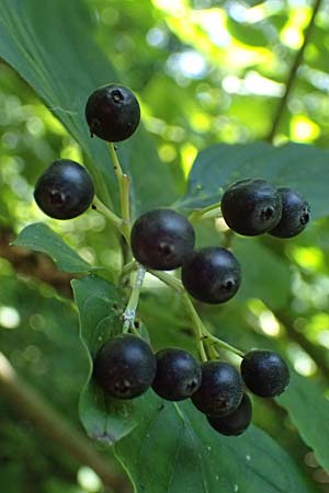 Cornus sanguinea \ Blutroter Hartriegel, Roter Hartriegel / Dogwood, D Ludwigshafen 2.9.2021