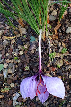 Crocus sativus \ Safran-Krokus / Saffron Crocus, D Botan. Gar.  Universit.  Heidelberg 23.10.2021