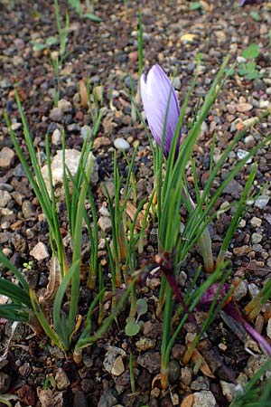 Crocus sativus \ Safran-Krokus / Saffron Crocus, D Botan. Gar.  Universit.  Heidelberg 23.10.2021