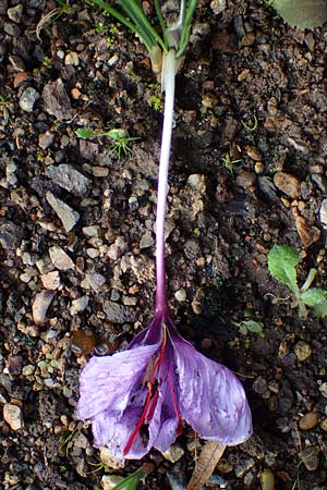 Crocus sativus \ Safran-Krokus / Saffron Crocus, D Botan. Gar.  Universit.  Heidelberg 23.10.2021