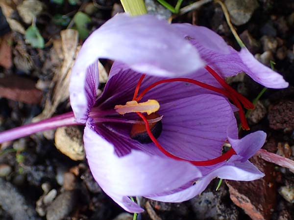 Crocus sativus \ Safran-Krokus / Saffron Crocus, D Botan. Gar.  Universit.  Heidelberg 23.10.2021