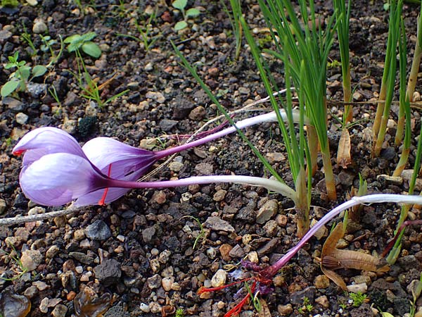 Crocus sativus \ Safran-Krokus / Saffron Crocus, D Botan. Gar.  Universit.  Heidelberg 23.10.2021