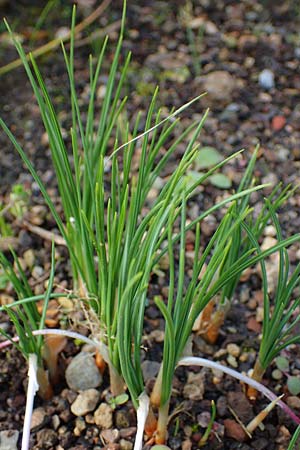 Crocus sativus \ Safran-Krokus / Saffron Crocus, D Botan. Gar.  Universit.  Heidelberg 23.10.2021