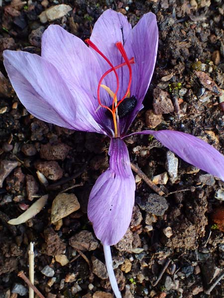 Crocus sativus \ Safran-Krokus / Saffron Crocus, D Botan. Gar.  Universit.  Heidelberg 23.10.2021