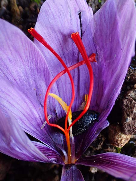 Crocus sativus \ Safran-Krokus / Saffron Crocus, D Botan. Gar.  Universit.  Heidelberg 23.10.2021
