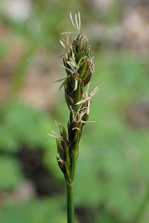 Carex spicata \ Stachel-Segge, Korkfrchtige Segge / Spicate Sedge, Prickly Sedge, D Höpfingen 20.5.2023