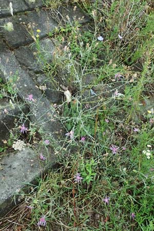 Centaurea australis \ Kleinkpfige Flockenblume / Southern Spotted Knapweed, D Lorch am Rhein 28.7.2023