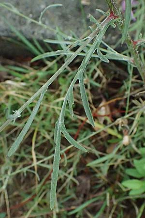 Centaurea australis \ Kleinkpfige Flockenblume / Southern Spotted Knapweed, D Lorch am Rhein 28.7.2023